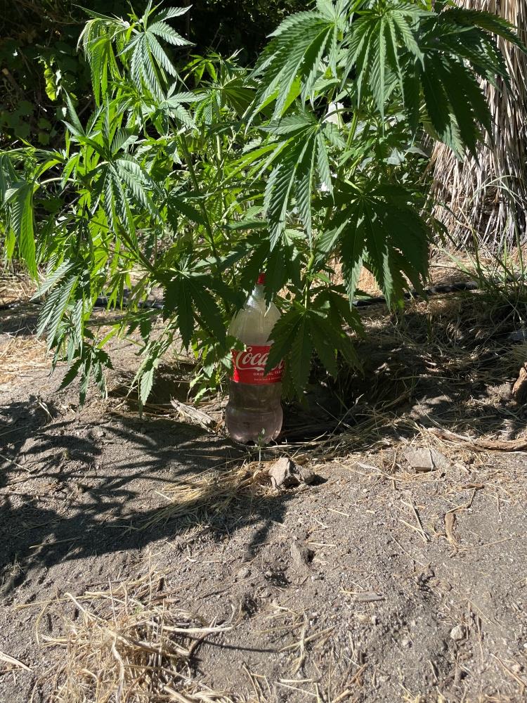 A soda bottle containing carbofuran, a toxic pesticide